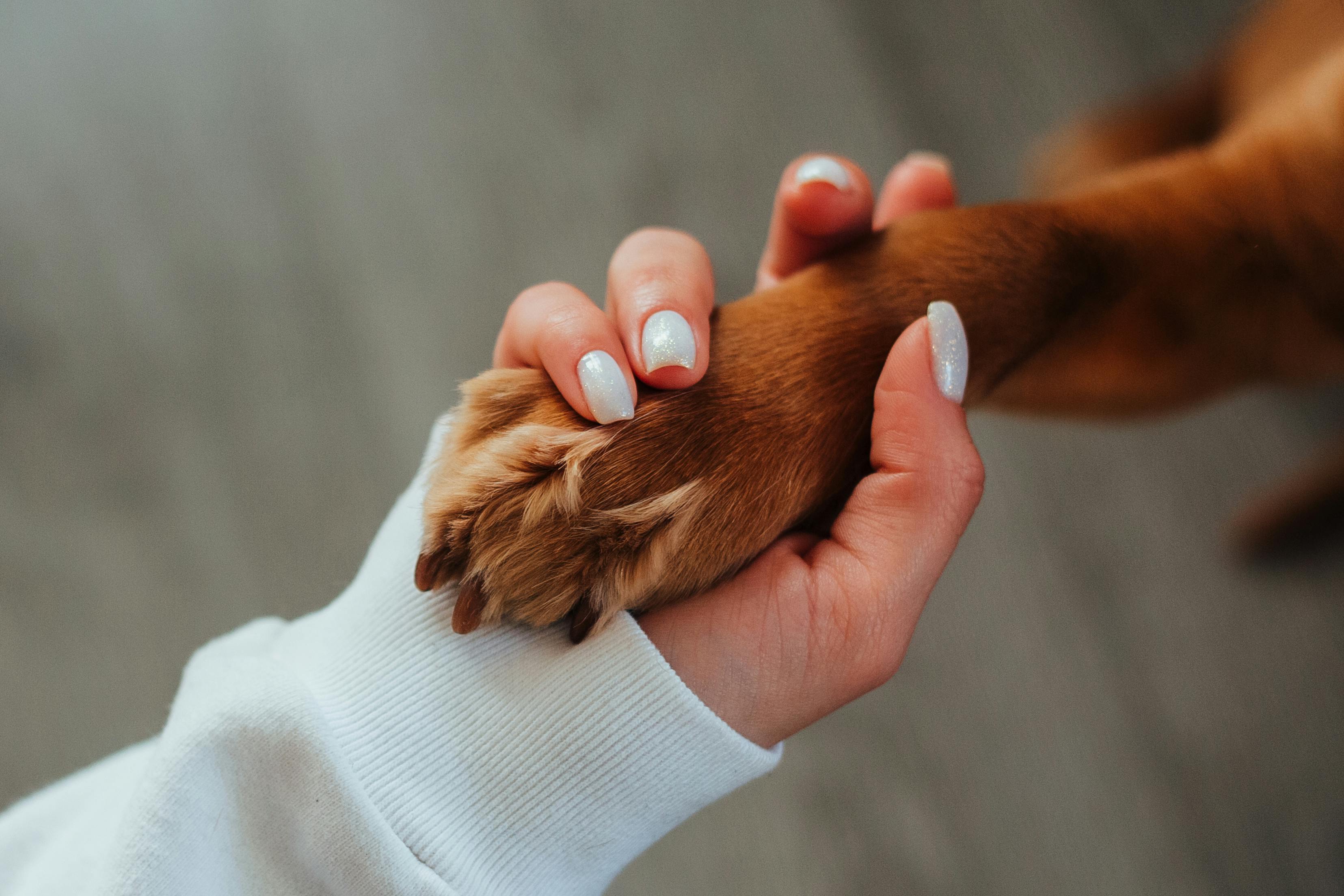 Hand holding dog paw - trust and care